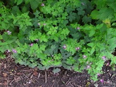 Geranium × oxonianum