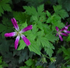 Geranium × oxonianum