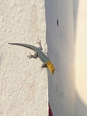Lygodactylus picturatus