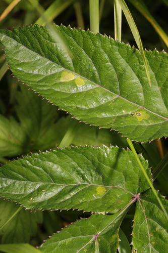 Phytomyza angelicae
