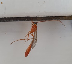 Enicospilus purgatus