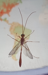 Enicospilus purgatus