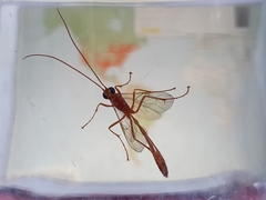 Enicospilus purgatus