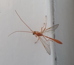 Enicospilus purgatus