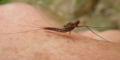Ephemerella subvaria
