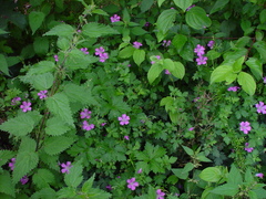 Geranium × oxonianum