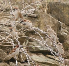 Passer montanus