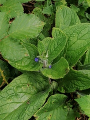 Pentaglottis