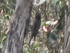 Cormobates leucophaea leucophaea