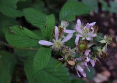 Rubus hylocharis