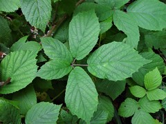 Rubus hylocharis