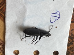 Pterostichus niger