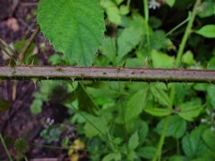 Rubus hylocharis