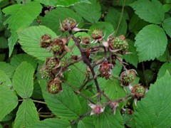 Rubus hylocharis