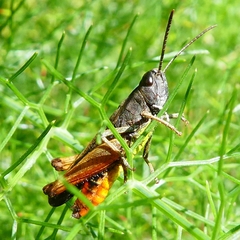 Omocestus