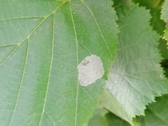 Phyllonorycter coryli