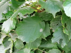 Phyllonorycter coryli