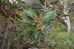 Metrosideros laurifolia