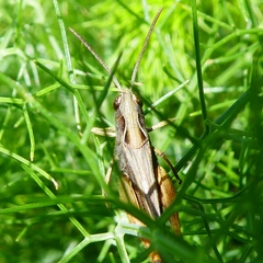Omocestus
