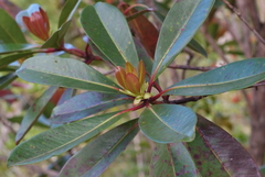 Metrosideros laurifolia