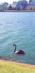 Cygnus atratus