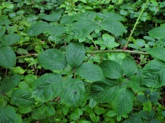 Rubus calvatus