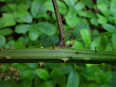 Rubus calvatus