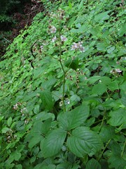 Rubus calvatus