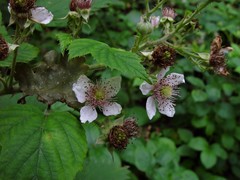 Rubus calvatus