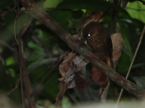Dendrocincla fuliginosa