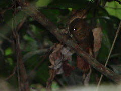 Dendrocincla fuliginosa