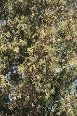 Hippobromus pauciflorus