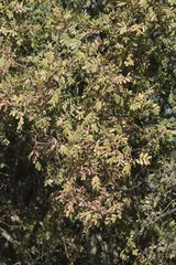 Hippobromus pauciflorus