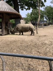 Rhinocerotidae