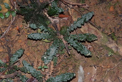 Blechnum opacum