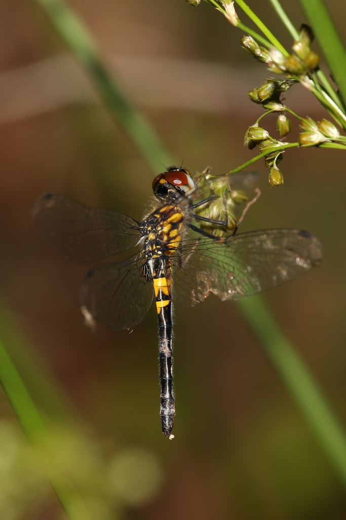 Double-ringed Pennant
