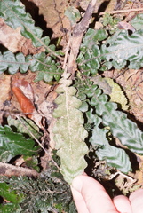 Blechnum opacum