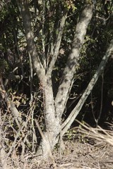 Hippobromus pauciflorus