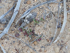 Ceratogyne obionoides