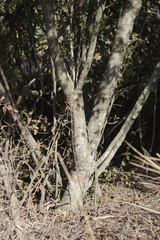 Hippobromus pauciflorus