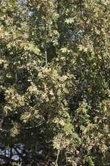 Hippobromus pauciflorus