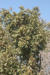Hippobromus pauciflorus