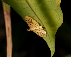 Conogethes punctiferalis