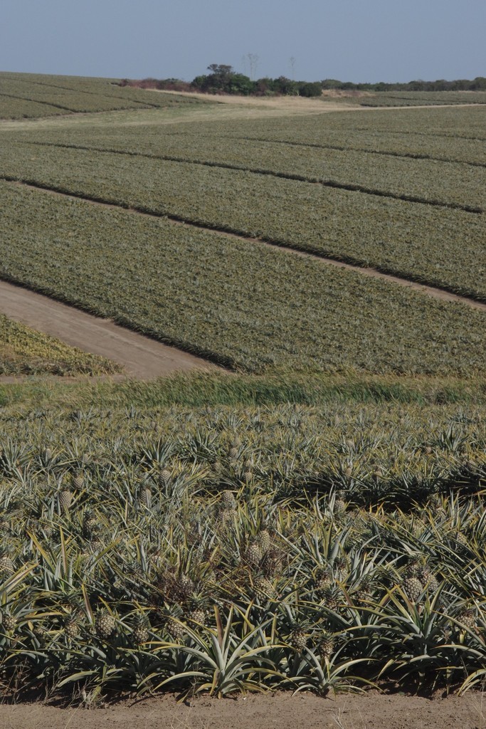 pineapple (Ananas comosus) · iNaturalist