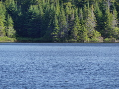 Gavia immer image