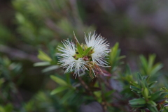 Metrosideros operculata