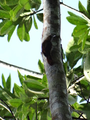 Dendrocincla fuliginosa