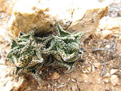Haworthiopsis tessellata