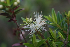 Metrosideros operculata