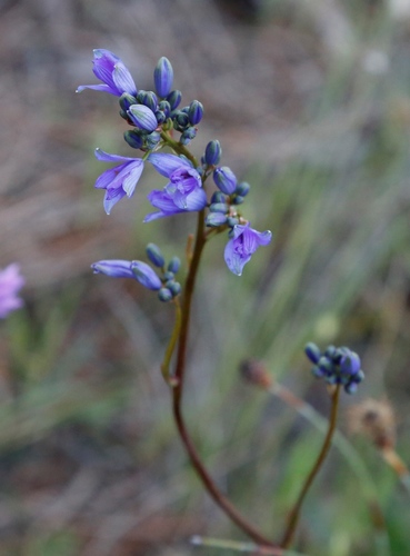 Image of Chamaescilla Spiralis (Chamaescilla spiralis) by (c) Margaret Langley, some rights reserved (CC BY)